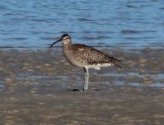 Numenius phaeopus phaeopus