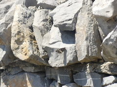 Brintesia circe venusta