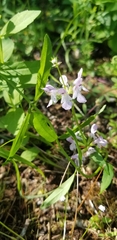 Stachys hyssopifolia
