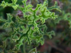 Pelargonium quercifolium