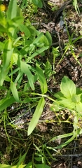 Stachys hyssopifolia