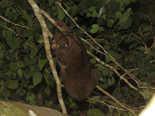 East African Potto (Perodicticus ibeanus) — Least Concern Mammalia