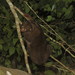 East African Potto - Photo (c) dalempijevic1, some rights reserved (CC BY-NC)
