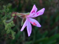 Pelargonium quercifolium