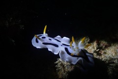 Chromodoris alcalai