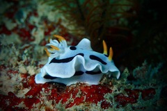 Chromodoris alcalai