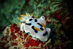 Chromodoris alcalai