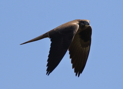 Falco subniger