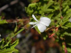 Pelargonium ribifolium