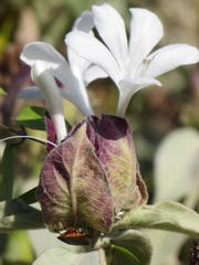 Barleria albostellata