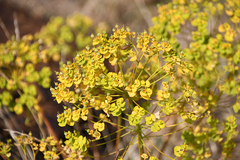 Euphorbia seguieriana