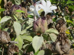 Barleria albostellata