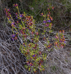 Calectasia valida