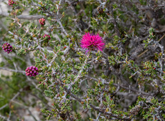 Melaleuca jonesii