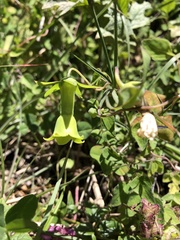 Codonopsis kawakamii