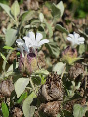 Barleria albostellata