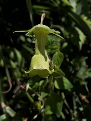 Codonopsis kawakamii