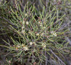 Hakea meisneriana