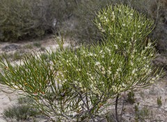 Hakea meisneriana