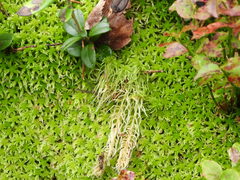 Sphagnum teres