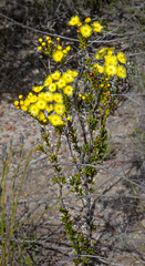 Verticordia grandiflora