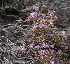 Andersonia parvifolia