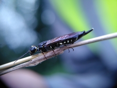 Xiphydria longicollis