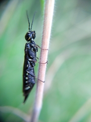 Xiphydria longicollis
