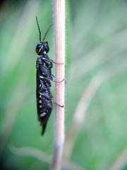 Xiphydria longicollis