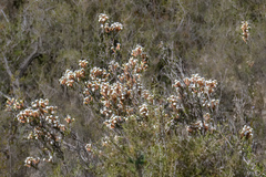 Lysinema ciliatum
