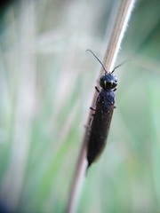 Xiphydria longicollis