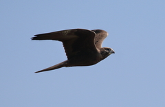 Falco subniger