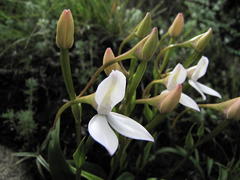 Brownleea macroceras