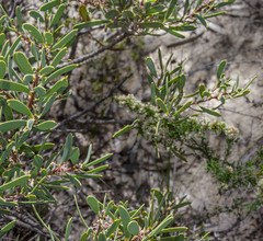 Hakea incrassata
