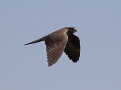 Falco subniger