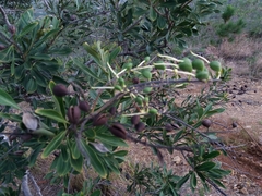 Grevillea exul