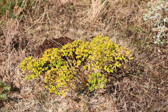 Euphorbia seguieriana