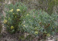 Petrophile glauca