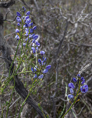 Comesperma scoparium