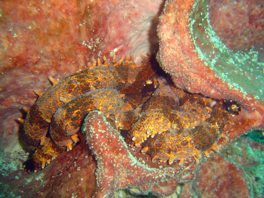 Nail Sea Star