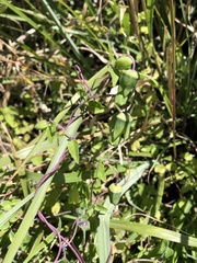 Codonopsis kawakamii