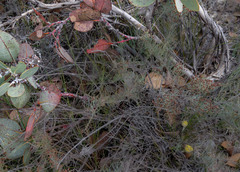 Eucalyptus pleurocarpa