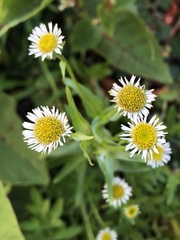 Erigeron morrisonensis morrisonensis