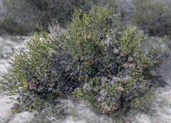 Banksia violacea