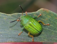 Calomela pallida