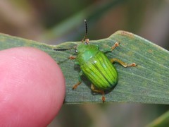 Calomela pallida