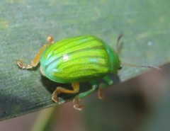 Calomela pallida