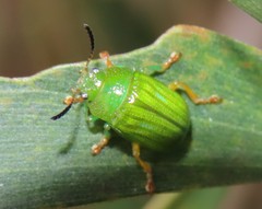 Calomela pallida