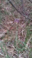 Fritillaria montana