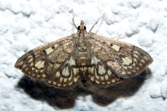 Anania stachydalis